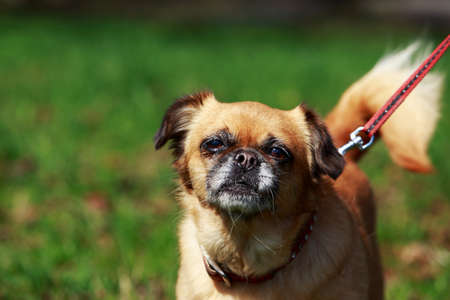 The small Belgian dog Petit Brabancon on green grassの写真素材
