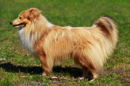 The dog breed Sheltie on a green grassの写真素材