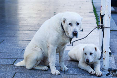 The Central asian shepherd dog a close upの写真素材