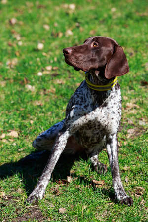 The dog breed Deutsch Kurzhaar on a green grass