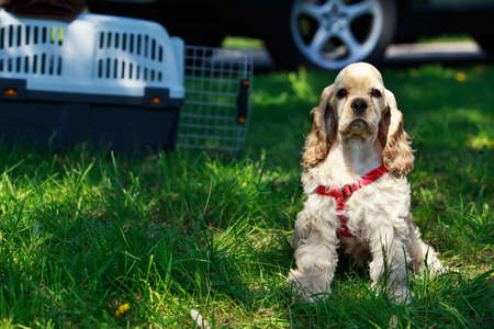 The puppy American Cocker Spaniel on a green grassの写真素材
