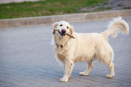 Breeds of dogs Golden retriever on a gray backgroundの写真素材