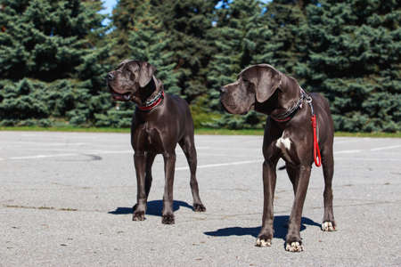Two German mastiffs on the grey asphaltの写真素材