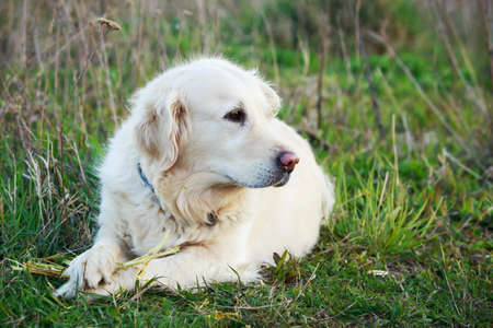 the dog breed Golden retriever on a green grassの写真素材