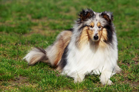 The dog breed Sheltie on a green grassの写真素材