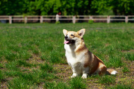 Welsh Corgi Pembroke on the grass in summer sunny dayの写真素材