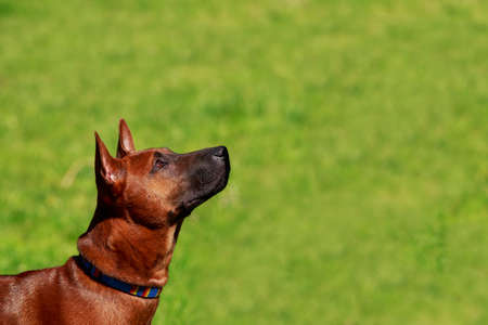 the dog breed Thai Ridgeback on green lawnの写真素材