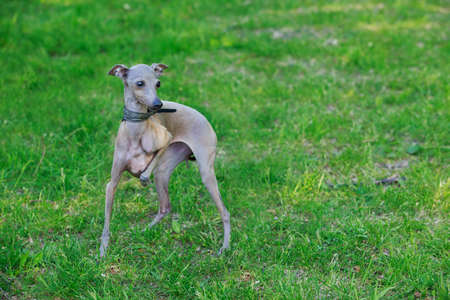 Portrait of italian greyhound on green lawnの写真素材