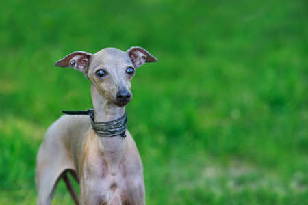 Portrait of italian greyhound on green lawnの写真素材