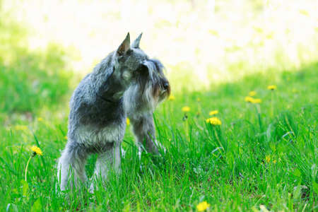 the dog breed miniature schnauzer on a green grassの写真素材