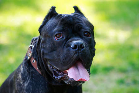 The dog breed italiano cane corso on a green grass