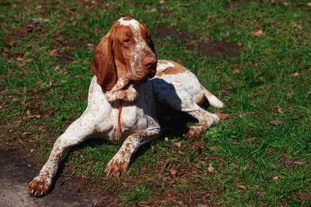 Portrait of dog Bracco Italiano on background green grassの写真素材