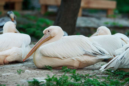The great white pelican a Pelecanus onocrotalusの写真素材