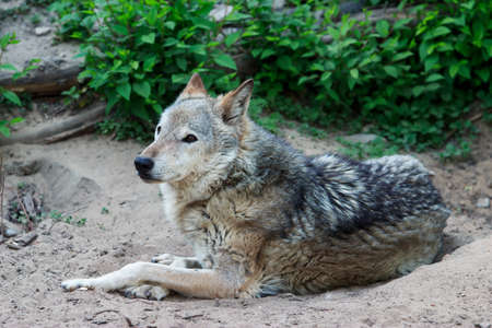 Wild forest wolf in summer on earth