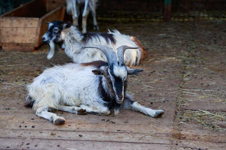 Portrait of domestic goat on open airの写真素材