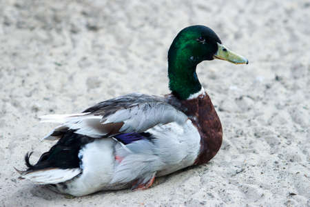 Portrait of a duck lying on the sandの写真素材