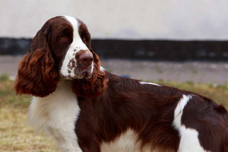 Dog breed English Springer Spaniel on outdoors