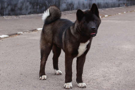 Dog breed American Akita on grey asphaltの写真素材