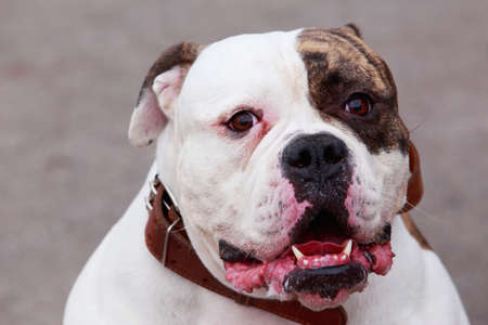 Breed dog American Bulldog on a gray backgroundの写真素材
