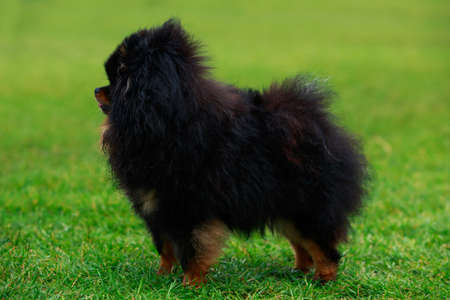 The small Pomeranian Spitz stands on green grassの写真素材