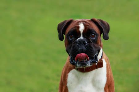 The dog breed Boxer close-up on green grassの写真素材