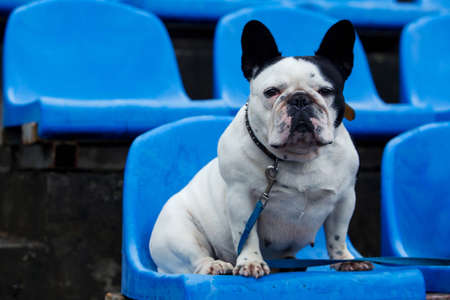 Dog breed French Bulldog sitting on a blue armchairの写真素材
