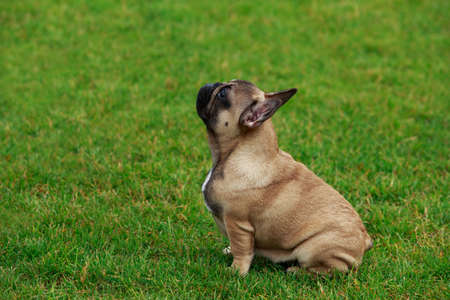 Dog breed French Bulldog on the green grassの写真素材