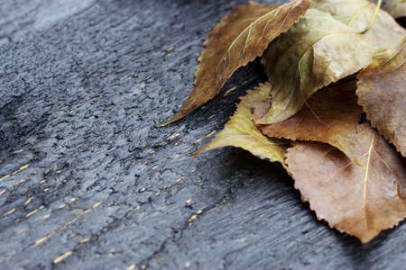 Texture of tree for creating a background with dry leavesの写真素材