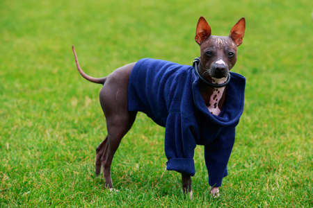 Dog breed American Hairless Terrier on a green grassの写真素材