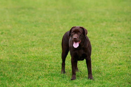The dog breed Labrador on a green grass
