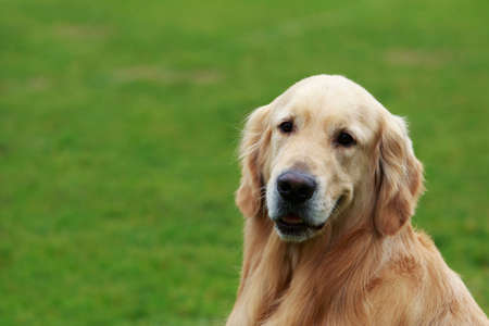 The dog breed Golden retriever on a green grassの写真素材