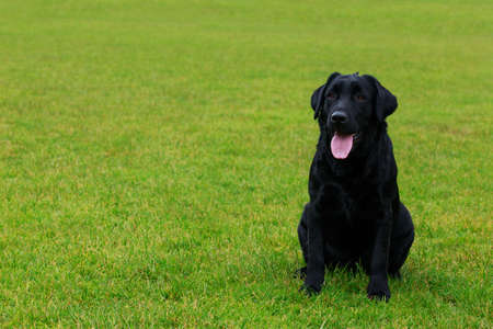 The dog breed Labrador sits on a green grassの写真素材