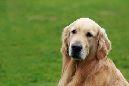 The dog breed Golden retriever on a green grassの写真素材