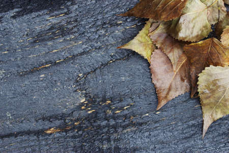 Texture of tree for creating a background with dry leavesの写真素材