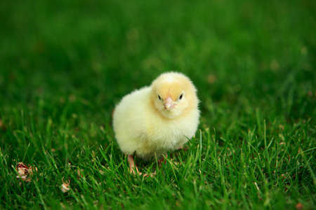 The little chicken on a green grassの写真素材