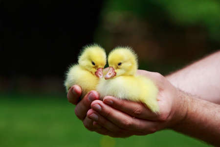 little yellow ducklings in the hands of manの写真素材