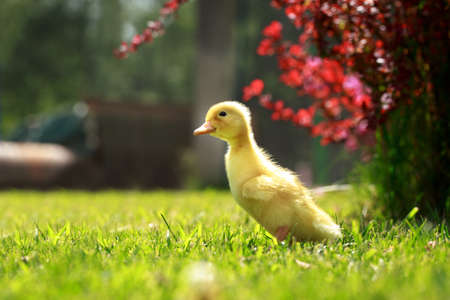 The little yellow duckling on green grassの写真素材