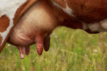 the close-up photo of little cow's udderの写真素材