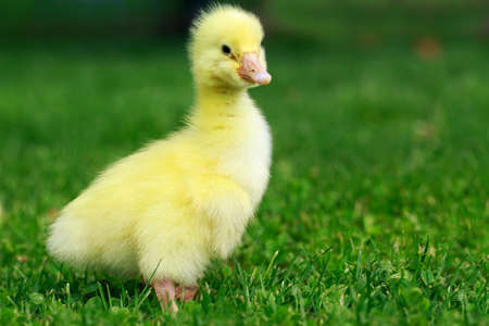 The little yellow duckling on green grassの写真素材