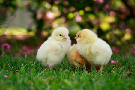 The little chickens on a green grassの写真素材