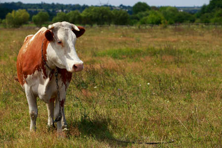 The spotted cow on a green meadow