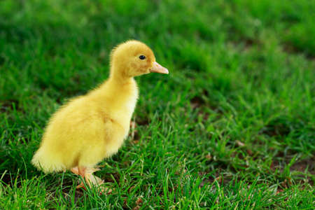 The little yellow duckling on green grassの写真素材