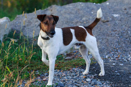 Dog breed smooth-haired fox terrier on open airの写真素材
