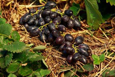 bunch of ripe grapes in the hay