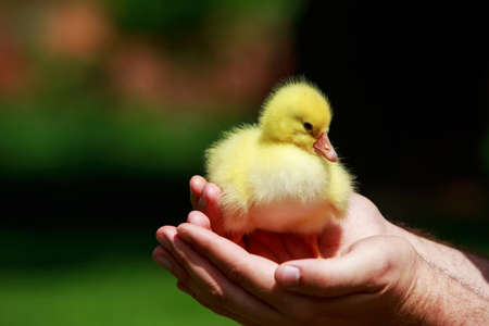 little yellow duckling in the hands of manの写真素材