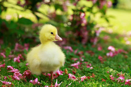 The little yellow duckling on green grassの写真素材