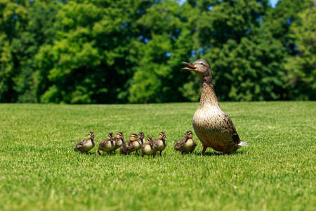 The duck with ducklings on green grassの写真素材