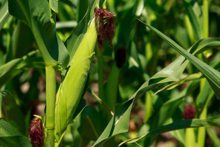 The fresh corn cob on agriculture fieldの写真素材