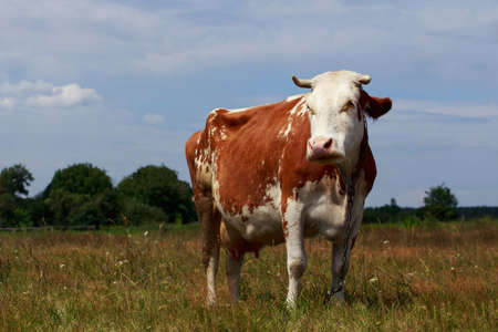 The spotted cow on a green meadowの写真素材