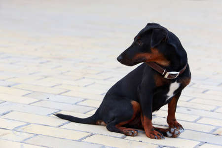 Dog breed german yaggter terrier on the open airの写真素材